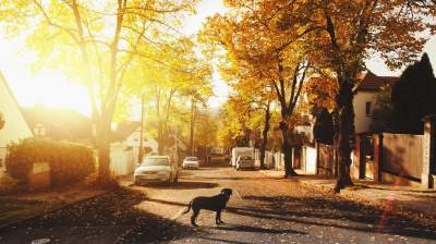 A dog walks down a sunny neighborhood street.