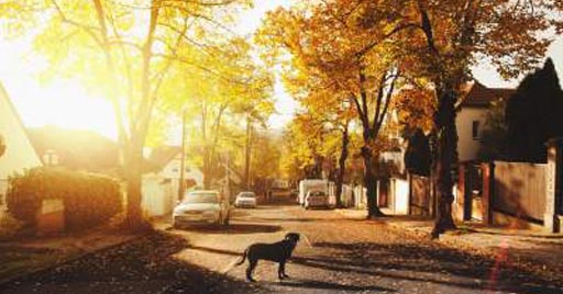 A dog walks down a sunny neighborhood street.