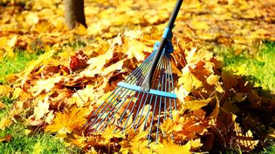 A rake gathers fall leaves on a lawn.
