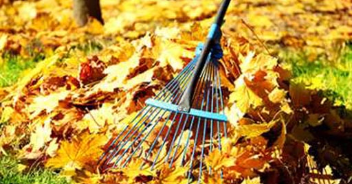 A rake gathers fall leaves on a lawn.
