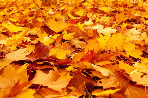 A pile of yellow, orange, and red autumn leaves.
