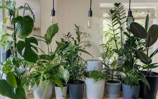An arrangement of indoor plants on a table.