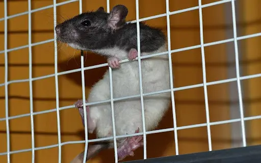 A rat in a cage.